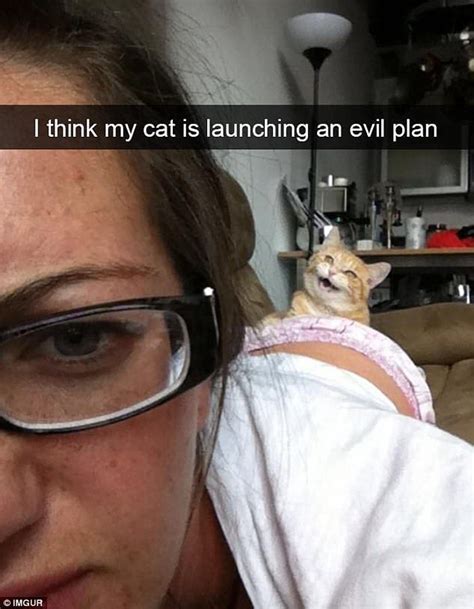 Pet Owners Share Hilarious Snapchats Of Their Cats Funny Cats Funny