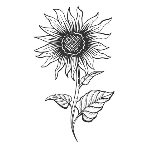 How To Draw A Sunflower Draw Central Riset