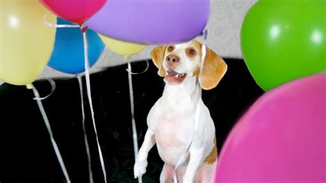 Dog Surprised With Balloons Cute Dog Maymo Youtube