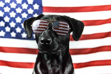 Funny fourth of july funny memes, pictures for facebook. Beer, Burgers, and Pet Safety: 5 Tips for Enjoying ...