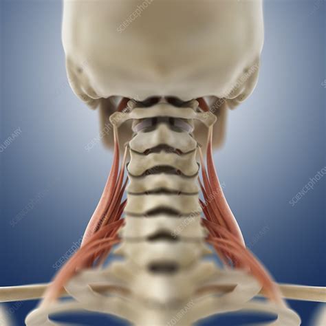 This is a table of skeletal muscles of the human anatomy. Neck muscles, artwork - Stock Image - C014/5167 - Science ...