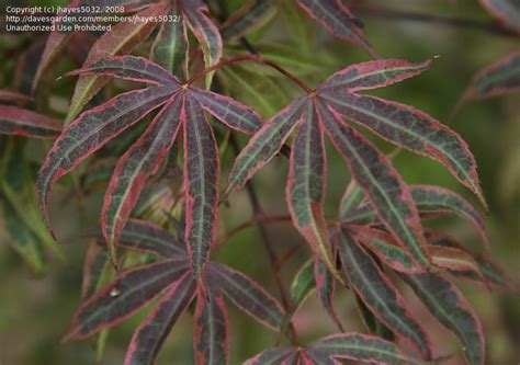 Buy japanese maple trees and get the best deals at the lowest prices on ebay! PlantFiles Pictures: Acer, Japanese Maple 'Gwen's Rose ...