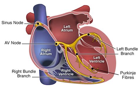 Heart Conduction Pathway Diagram