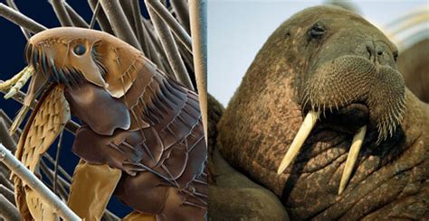 In these animals, the severity of the host's biting and scratching response would seem to be completely excessive when compared to the severity of the flea infestation that caused it. Flea observed through a microscope looks like a Walrus. : pics