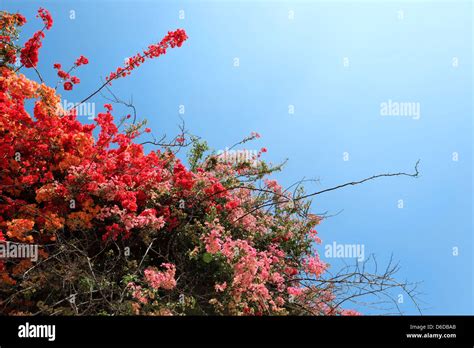 Tropical Flowering Shrubs Stock Photo Alamy