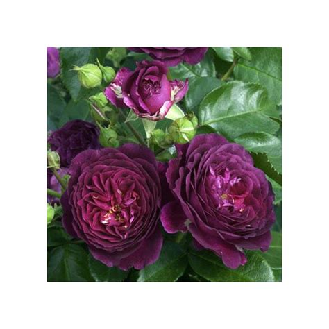 Garden of eden primrose e 5ml rosa e 5ml derma care skin care. PURPLE EDEN® Weksmopur - Pétales de roses