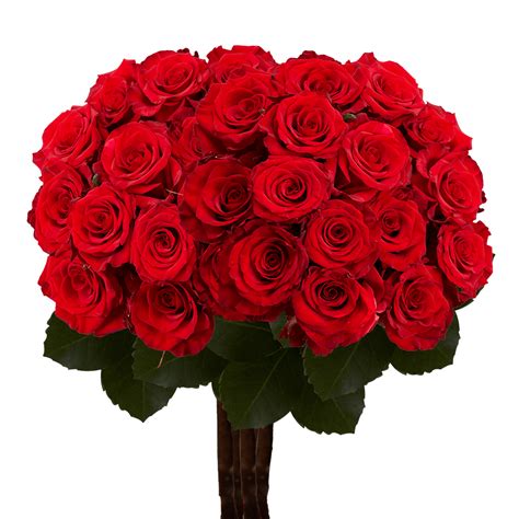 When planting your long stem roses, be sure to select an area where they will get 6 hours of sunlight and good air circulation. Long Stem Dark Red Roses | GlobalRose
