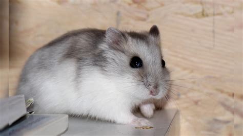 Djungarian Hamster Pros And Cons Price How To Choose Facts Care