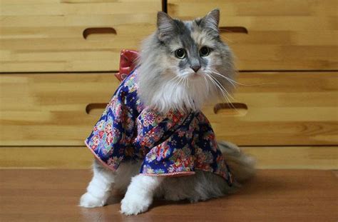 19 Adorable Kitties Showing How Cute They Are In Kimonos