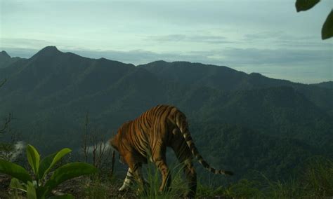 Sumatran Tiger Caught On Camera Stories Wwf