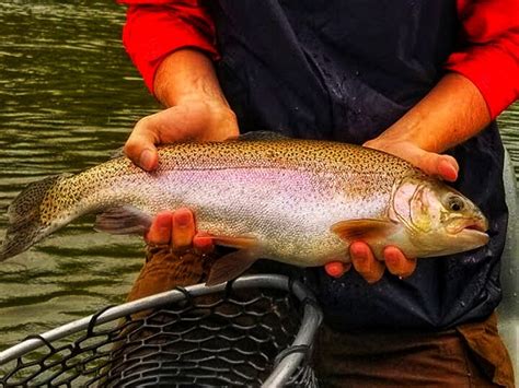 Best Trout Fishing Seasons For The Smokies Mac Brown Fly Fish