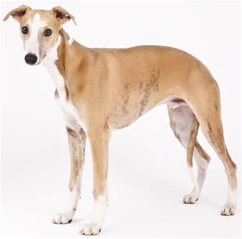 Whippet Dog Breed Guide