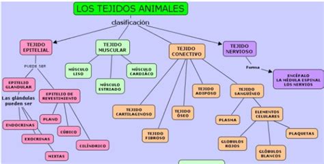 Biologia Sexto Tejidos Animal Mapa Conceptual