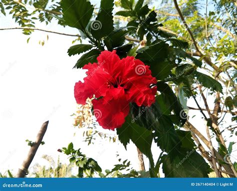 A Beautiful Red Gumamela Stock Photo Image Of Gumamela 267140404