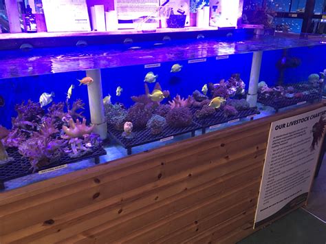 Coral Display At My Lfs Aquariums