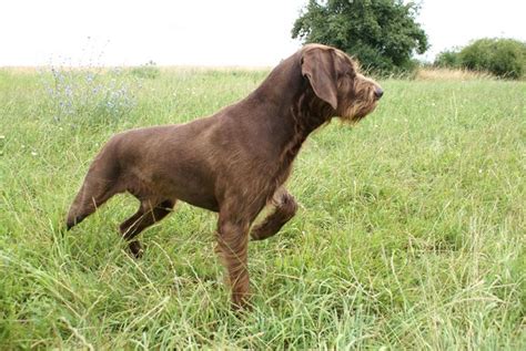 The german shorthaired pointer poodle mix is a mixed breed dog resulting from breeding the german shorthaired pointer and the poodle. 31 best Pudelpointer images on Pinterest | Hound dog ...