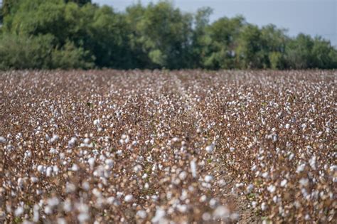 Cotton Balls On The Plant Ready To Be Harvested Stock Photo Download