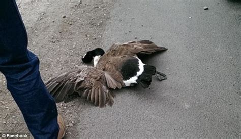 Goose Crashes Through Woman S Windshield On Colorado Highway Daily Mail Online