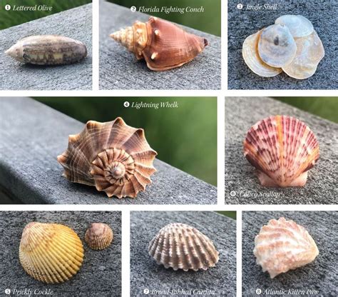 Identifying Florida Seashells Sea Shells Seashells Florida Seashell