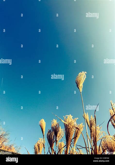 Grasses Standing Against Bright Blue Sky Stock Photo Alamy