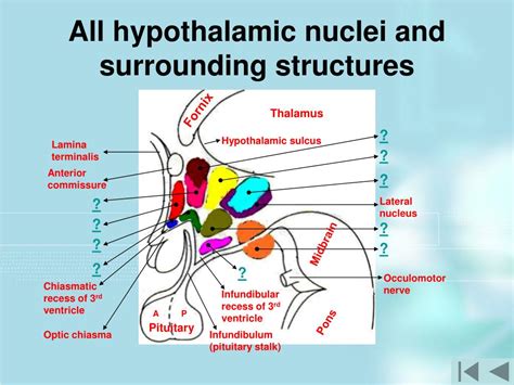 ppt the interactive hypothalamus 1 powerpoint presentation free download id 6619610