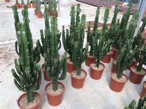 Xxl Euphorbia Eritrea Cactus Type House Plant Approx 120 140cm Tall