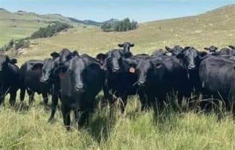 Devastated Eastern Cape Farmer Loses Nearly R1m In Cattle To Stock Thieves