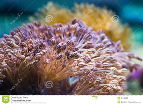 Sea Anemones Stock Image Image Of Color Mouth Flower