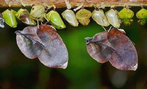 Maybe you would like to learn more about one of these? Perbedaan Metamorfosis Sempurna dan Tidak Sempurna Beserta ...