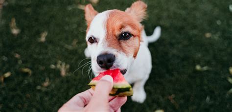 This is the time to start to slowly wean the puppy from her mother's milk and care so she can become more independent. Can Puppies Eat Fruit & Veg? | Best Snacks for Puppies ...