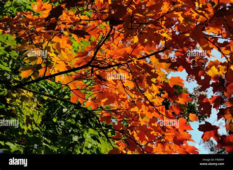 Norwegian Maple Hi Res Stock Photography And Images Alamy