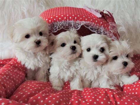 Media in category maltese puppies. Teacup Maltese Puppies Available For Adoption Offer €300