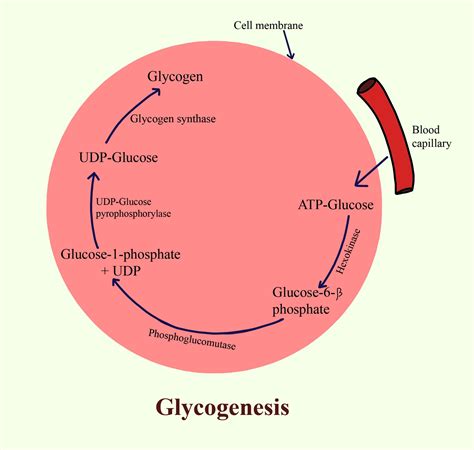 Glycogenesis Refer To A Conversion Of Glycogen To Glucoseb