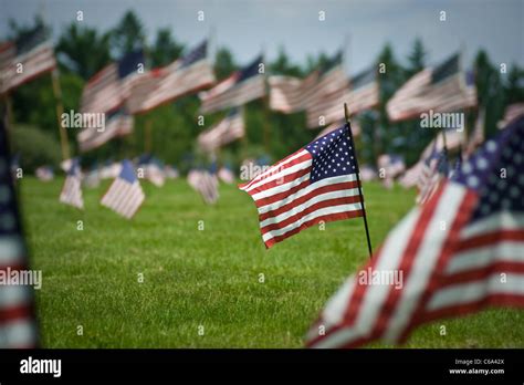 American Flags In Veterans Cemetery On Memorial Day Pennsylvania Usa