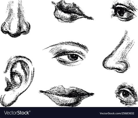 A Set Sketches Parts Human Face Royalty Free Vector Image