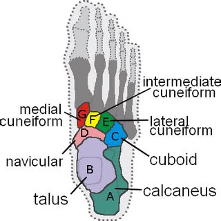 Skeletal System - Dr. Hunter's Anatomy and Physiology