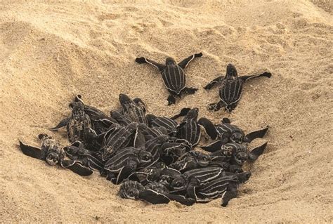 Female turtles lay their eggs in nesting burrows and cover them up with sand, dirt or mud, then leave them to incubate. BVI Sea Turtles Facing Extinction