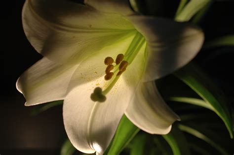 Easter Lily One Of The Most Famous Biblical References Is Flickr