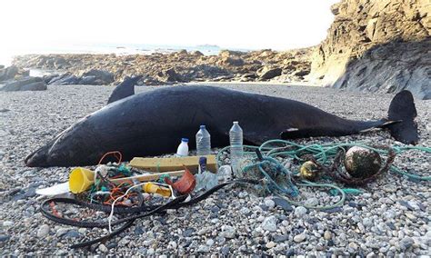 Dead Dolphin Washed Up In Cornwall Surrounded By Plastic Ocean