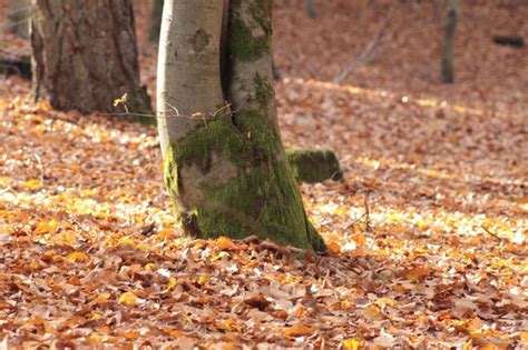 Autumn Forest Leaves Forest Floor Photos In  Format Free And Easy