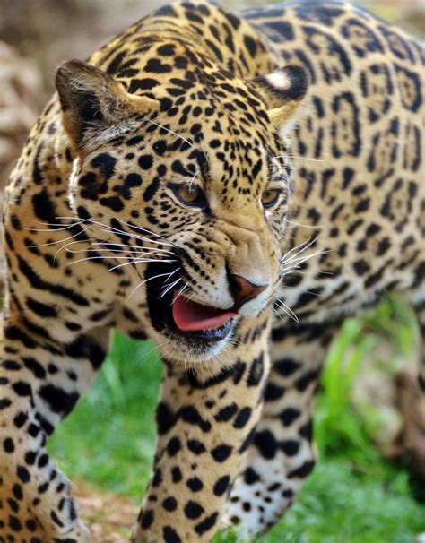 Jaguar Tropical Rainforest Animals Big Cat Jaguar Panthera Onca In
