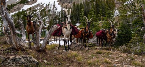 Pack Goat 101 Course The Ultimate Guide To Goat Packing