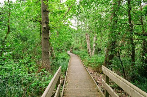 Barton Broad Boardwalk Unique Nature Watching In A Floating Forest