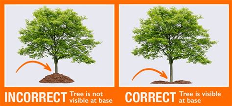 How To Properly Mulch Around Your Trees