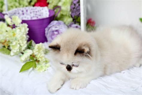 Unlike other cats, they collapse in the arms of anyone and love to stay around human. Seal Tortie Point Himalayan Kitten for SaleUltra Rare ...