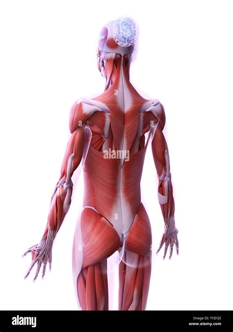 3d Rendered Medically Accurate Illustration Of The Female Muscle System