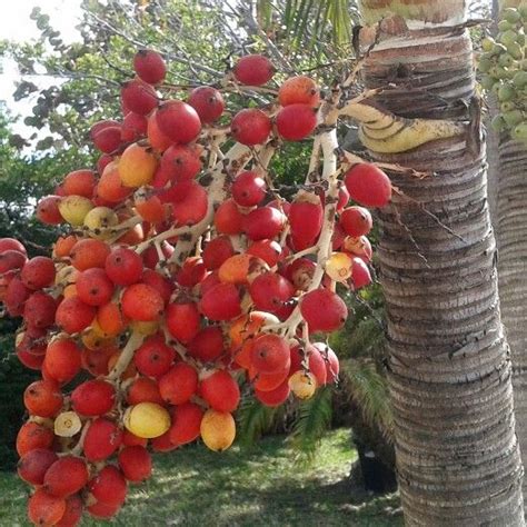 Red Berries On Palm Tree Red Berries Palm Trees Beach Palm Plants