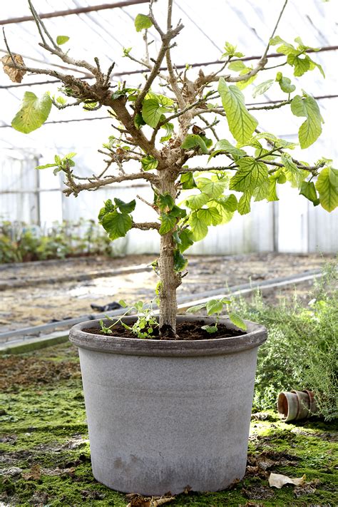 Versatility of solutions that recall history. Galestro Pot | Detroit Garden Works