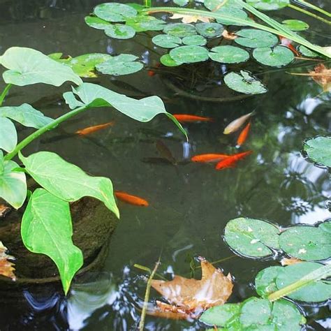 Welcome to friends fish room how to breed guppies fish in tamil guppies is beginning fish active fish like comments. List of Small Pond Fish Species (Best Small Pond Fish ...