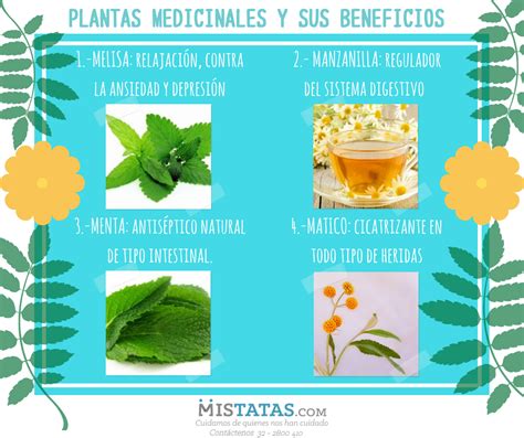 Ocurrencia Brillar Cita Usos Y Beneficios De Las Plantas Medicinales